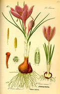 Crocus vernus